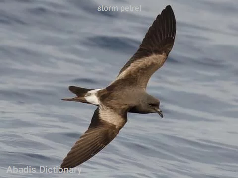 storm petrel